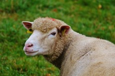 sheep-983141_640