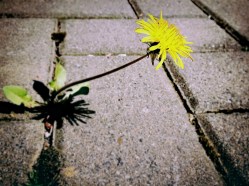 dandelion-729693_1920